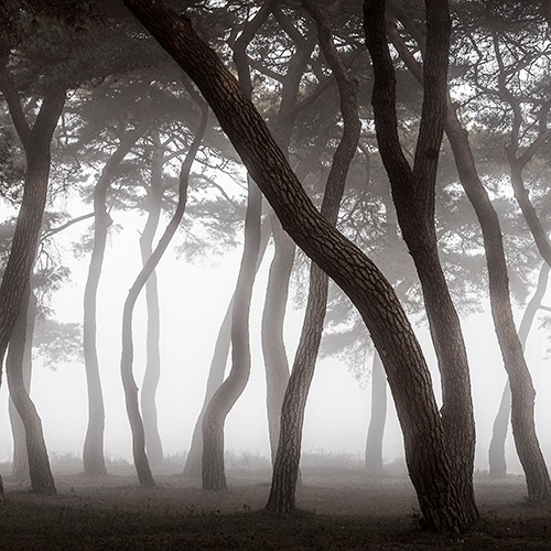 프로갤러리 풍경사진 그림액자 거실 인테리어액자 국내풍경 보은 임한리솔숲 49